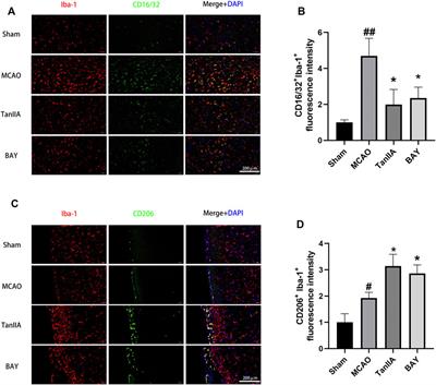 Tanshinone IIA Protects Against Cerebral Ischemia Reperfusion Injury by Regulating Microglial Activation and Polarization via NF-κB Pathway